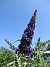                                 (2025-07-15 Syrenbuddleja_0082)