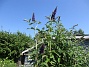 Syrenbuddleja  
                                 
2025-07-15 Syrenbuddleja_0083