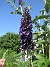                                 (2025-07-15 Syrenbuddleja_0105)