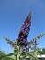                                 (2025-07-15 Syrenbuddleja_0106)