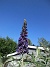                                 (2025-07-15 Syrenbuddleja_0107)