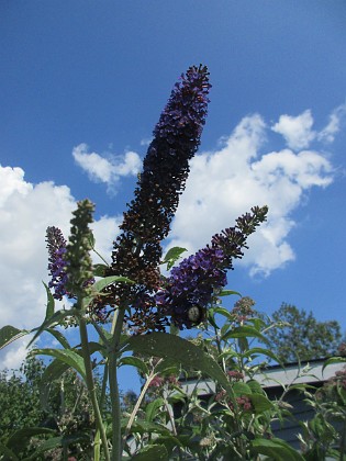 Syrenbuddleja {  } 