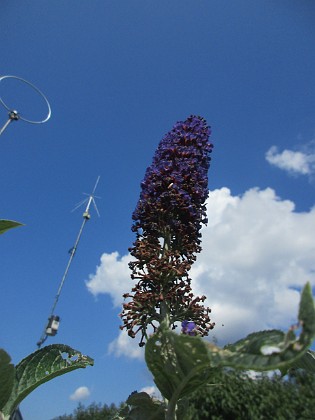 Syrenbuddleja {  } 