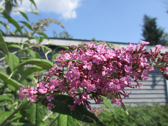 Syrenbuddleja {  } 