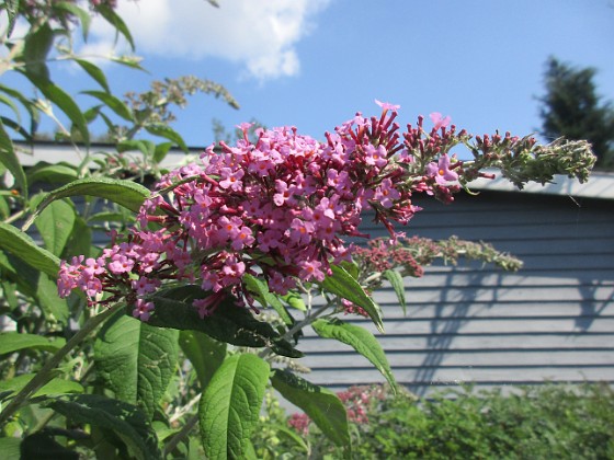 Syrenbuddleja {  } 