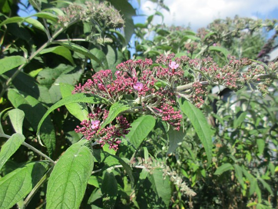 Syrenbuddleja {  } 