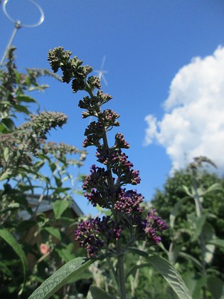 Syrenbuddleja {  } 