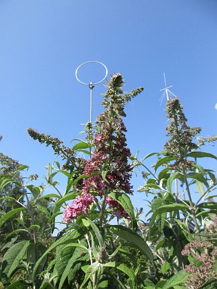 Syrenbuddleja {  } 