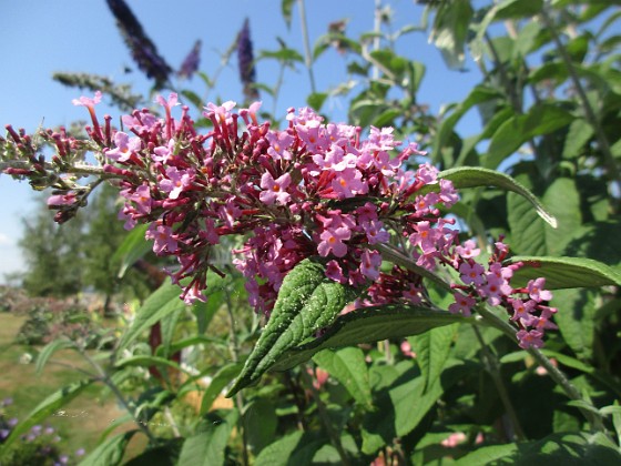 Syrenbuddleja {  } 