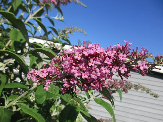 Syrenbuddleja {  } 