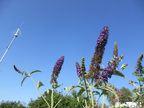 Syrenbuddleja {  } 