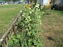 Stockros  
  
2025-07-19 Stockros_0002