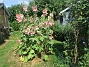 Stockros  
                                 
2025-07-19 Stockros_0038