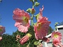 Stockros  
                                 
2025-07-19 Stockros_0121