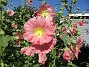 Stockros  
                                 
2025-07-19 Stockros_0123