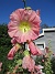 Stockros  
                                 
2025-07-19 Stockros_0125