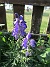                                 (2025-07-19 Stormhatt_0142)
