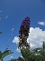 Syrenbuddleja  
                                 
2025-07-19 Syrenbuddleja_0062
