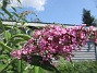 Syrenbuddleja  
                                 
2025-07-19 Syrenbuddleja_0063