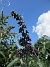 Syrenbuddleja  
                                 
2025-07-19 Syrenbuddleja_0070