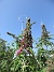 Syrenbuddleja  
                                 
2025-07-19 Syrenbuddleja_0071