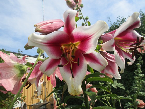 Trädlilja_0010