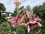 Trädlilja_0014  
                                 
2025-07-21 Trädlilja_0014