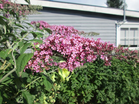 Syrenbuddleja {  } 