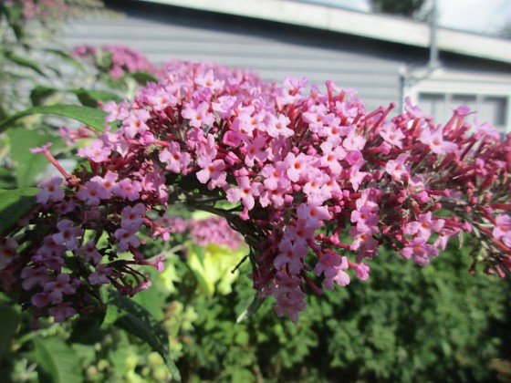 Syrenbuddleja {  } 