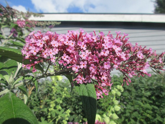 Syrenbuddleja {  } 