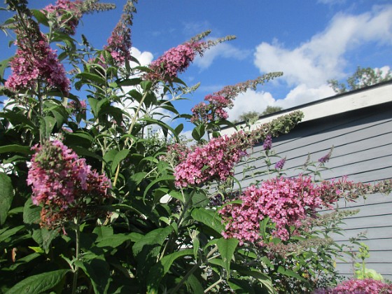 Syrenbuddleja {  } 