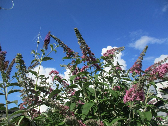 Syrenbuddleja {  } 