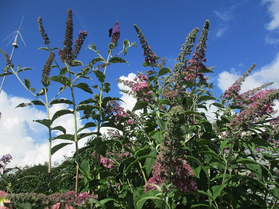 Syrenbuddleja {  } 