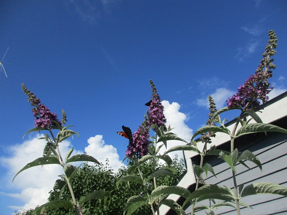 Syrenbuddleja {  } 