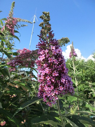 Syrenbuddleja {  } 