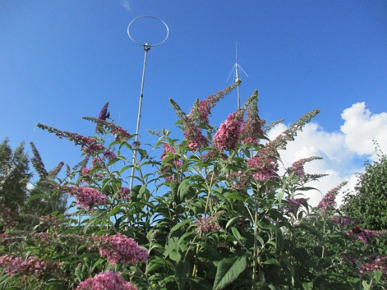 Syrenbuddleja {  } 
