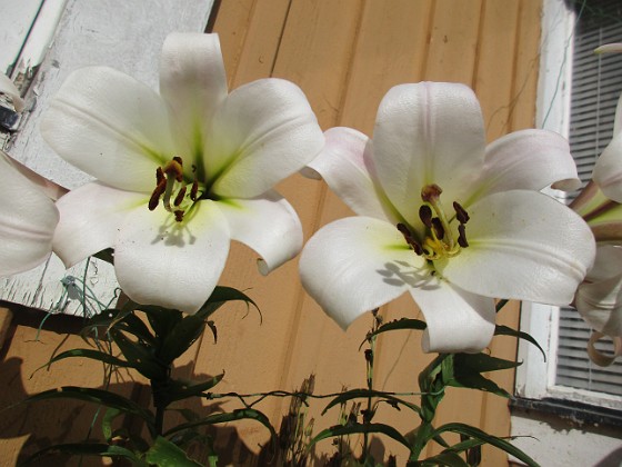 Trädlilja {  } 