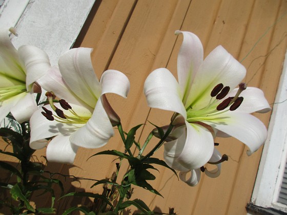 Trädlilja {  } 