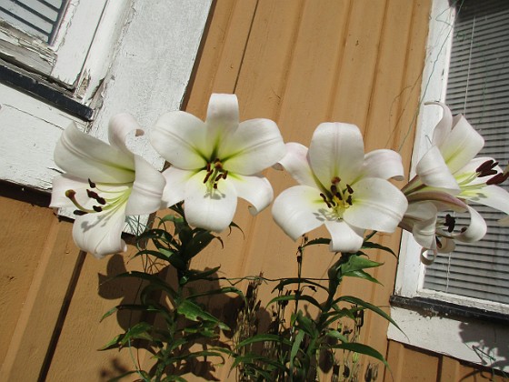 Trädlilja {  } 