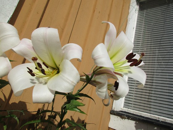 Trädlilja {  } 
