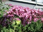                                 (2025-07-24 Syrenbuddleja_0048)