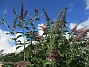                                 (2025-07-24 Syrenbuddleja_0052)
