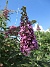                                 (2025-07-24 Syrenbuddleja_0055)
