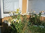 Trädlilja  
                                 
2025-07-24 Trädlilja_0090