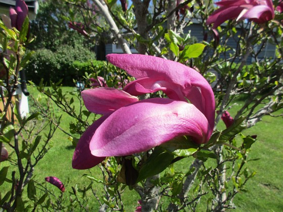 Magnolia {  } 