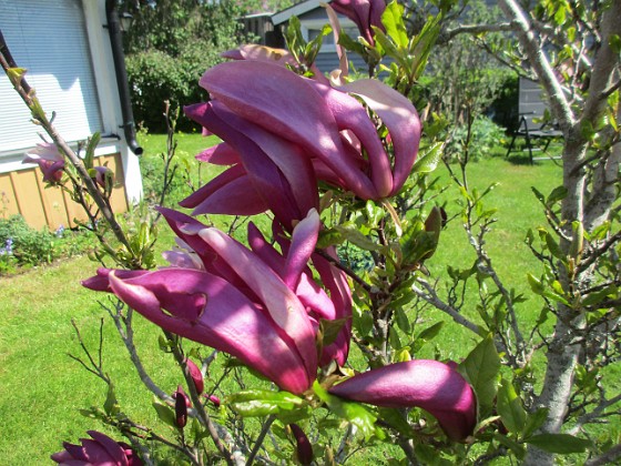 Magnolia {  } 