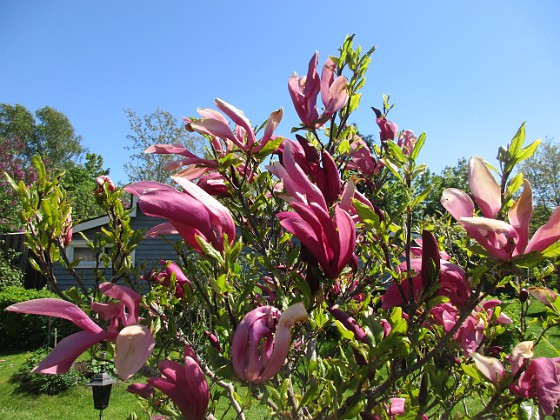 Magnolia {  } 