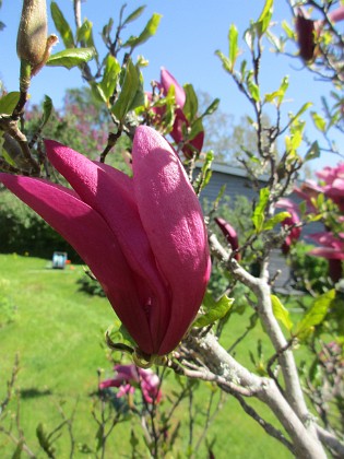 Magnolia {  } 