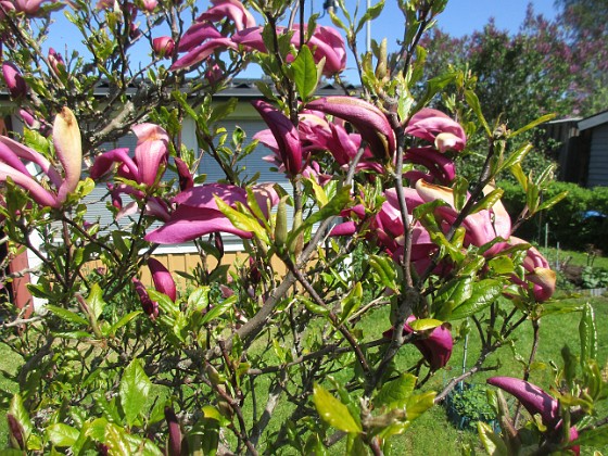 Magnolia {  } 