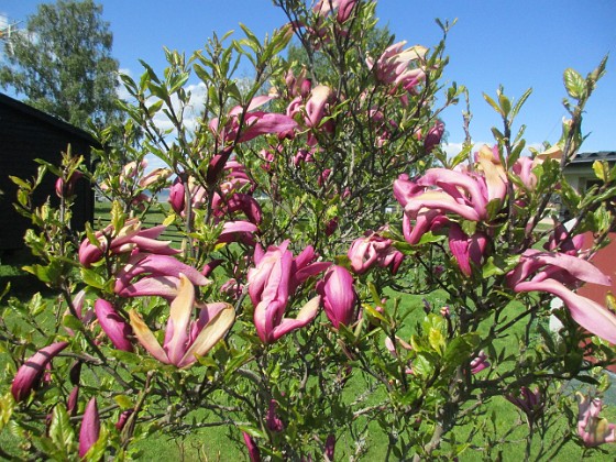 Magnolia {  } 